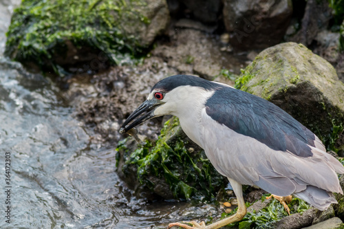 Black Crowned Night Heron, Nycticorax nycticorax, with catch of the day near water's edge on a summer afternoon