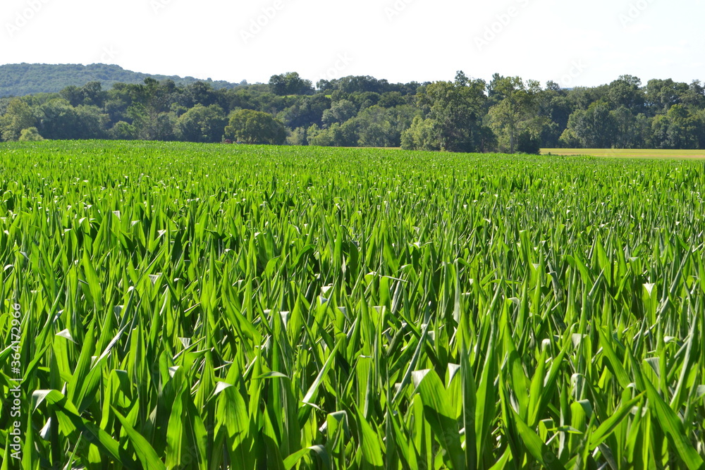 green grass field corn