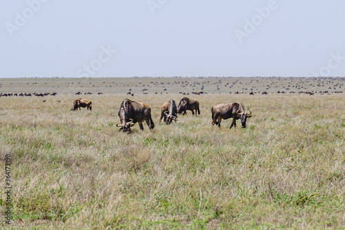 Herd of Blue Wildebeests During Great Migration in the Serengeti of Tanzania