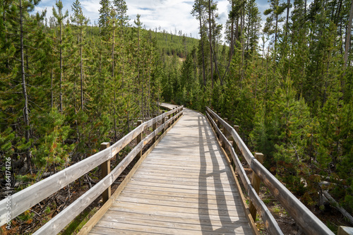 Boardwalk through lodgepole pines to the Frying Pan Hot Springs in Yellowstone National Park