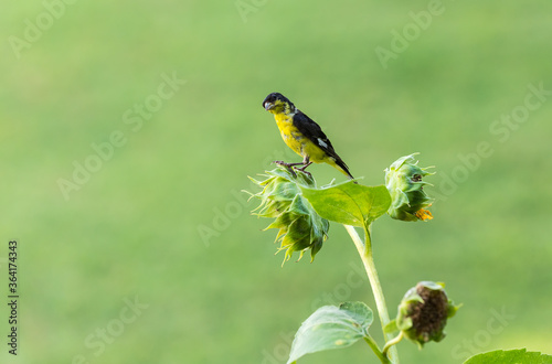 Male Lesser Goldfinch with humorous expression  perched on sunflower with soft green BG photo