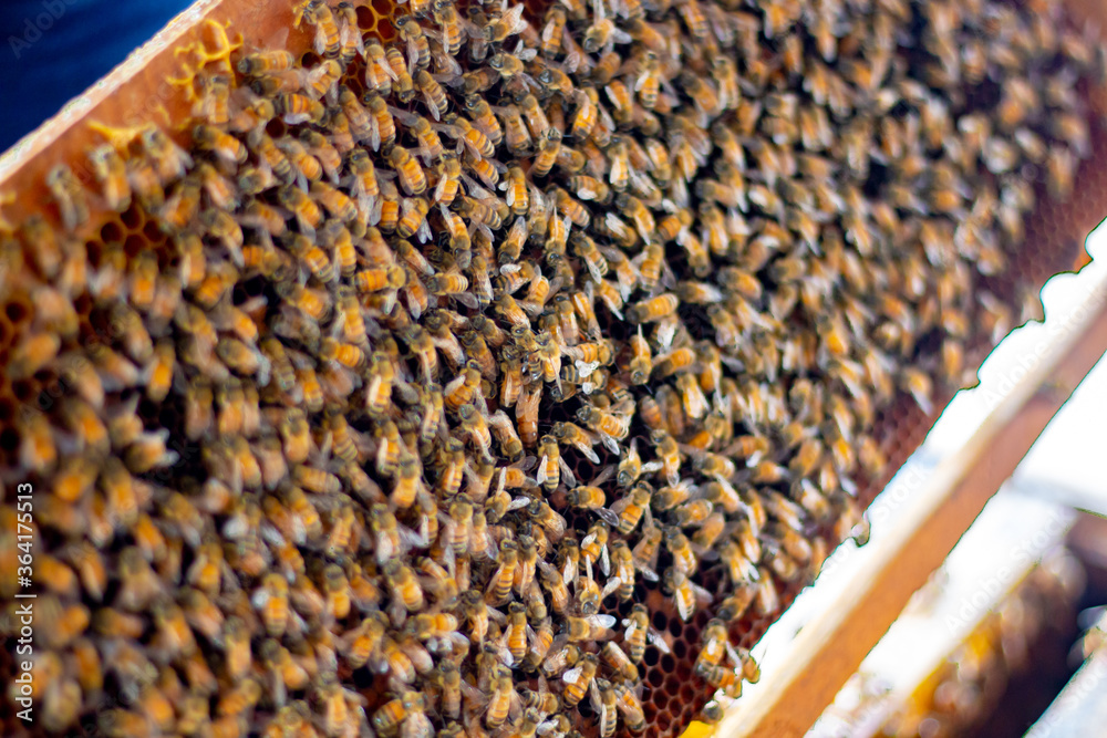 Frames of bee hive with honey , Apiculture , Apiary Frames of bee hive with honey , Apiculture , Apiary