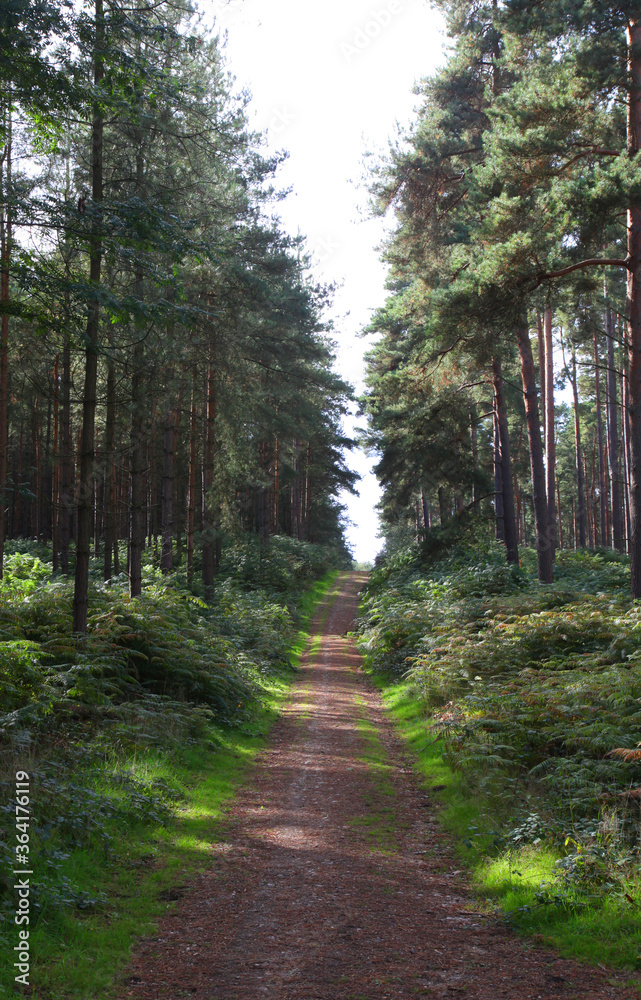 Fototapeta premium Cannock Chase, Staffordshire, Wielka Brytania, obszar o wybitnych walorach przyrodniczych, obejmujący lasy, ścieżki i jeziora