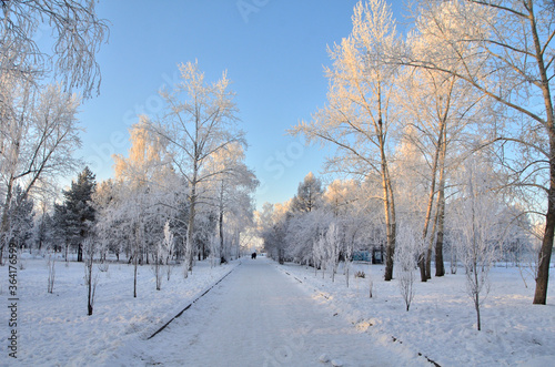 Trees covered with hoarfrost in the first rays of the sun © alekskai