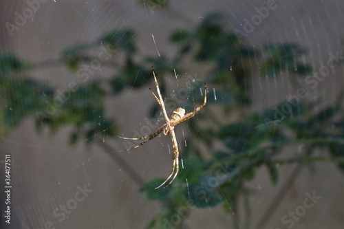 Aranha na teia no jardim de minha casa