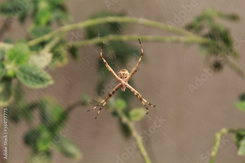 Aranha na teia no jardim de minha casa