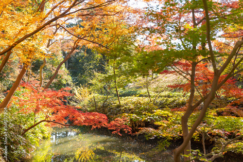 colorful tree leaves in japanese garden in autumn