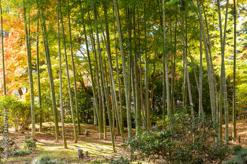 green bamboo forest in japanese garden in autumn
