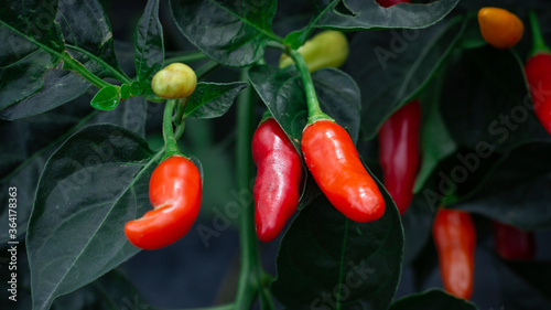 Tableau sur toile Photograph of a yellow and red tabasco pepper crop
