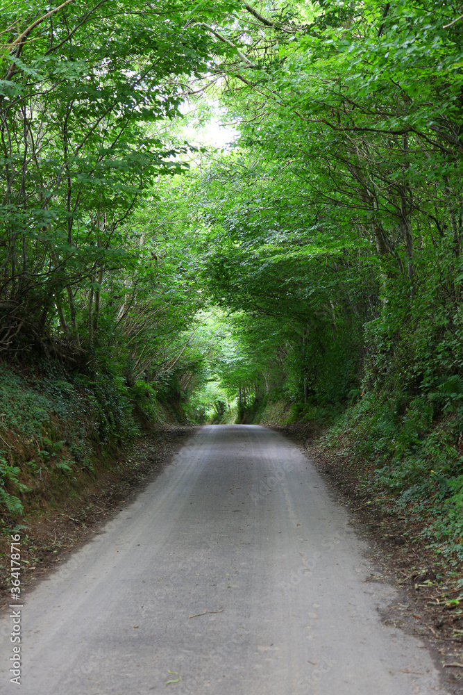 Fototapeta premium Devon is a county in southwest England. Featuring tree lined road