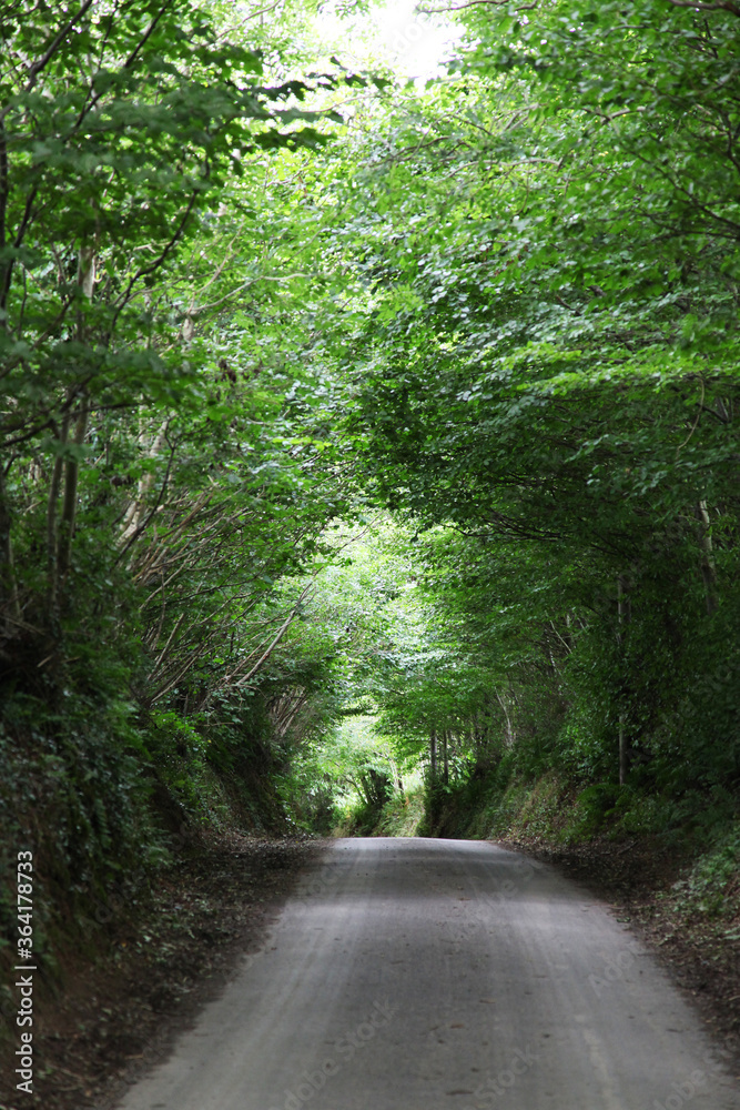 Fototapeta premium Devon is a county in southwest England. Featuring tree lined road