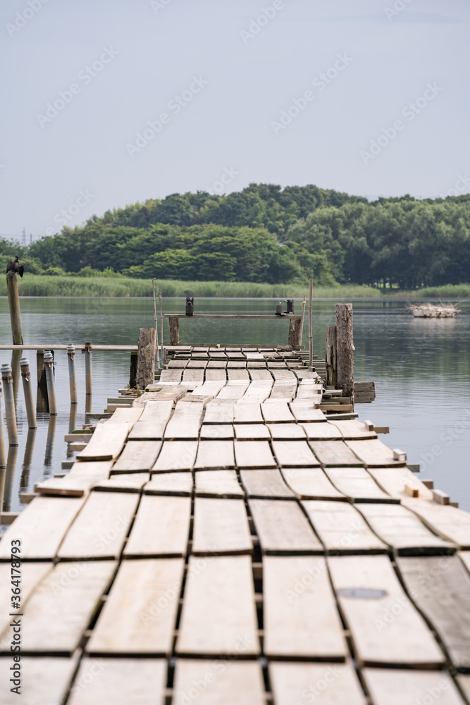 Obraz premium 桟橋のある沼の風景 群馬県 館林市 多々良沼 2020