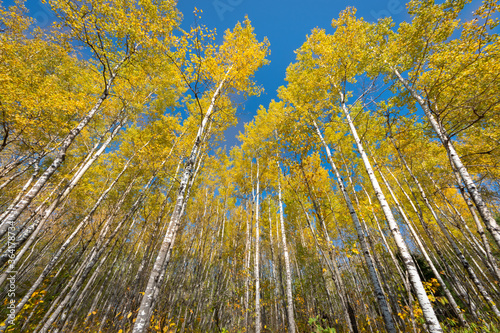 Golden aspens in the fall with bright blue sky bhind © Tommy