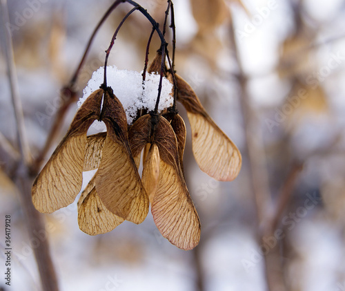 Maple seeds on a twig in the snow