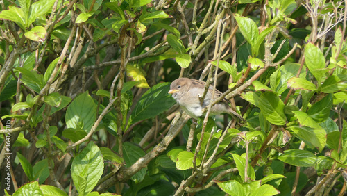 House Sparrow sitting in hedge in UK © peter