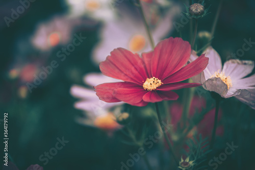 Cosmos flowers field background   vintage style
