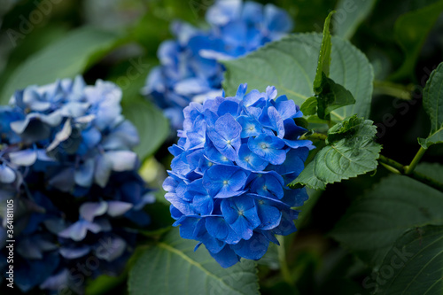 紫陽花の花