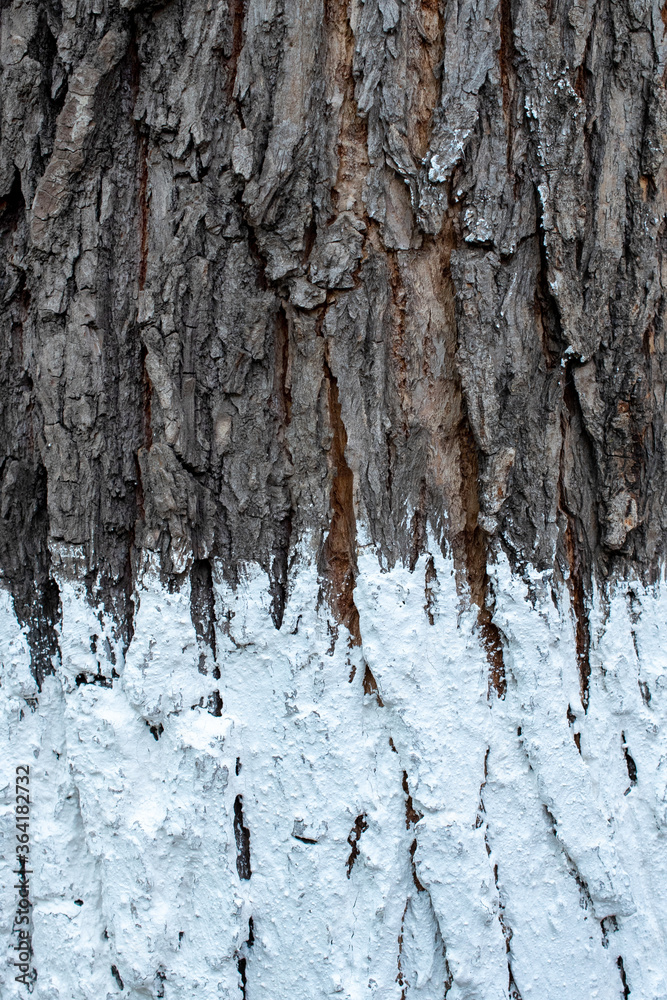 texture of the tree trunk with whitewash, white paint on the bottom