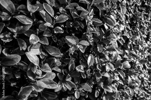black and white leaves