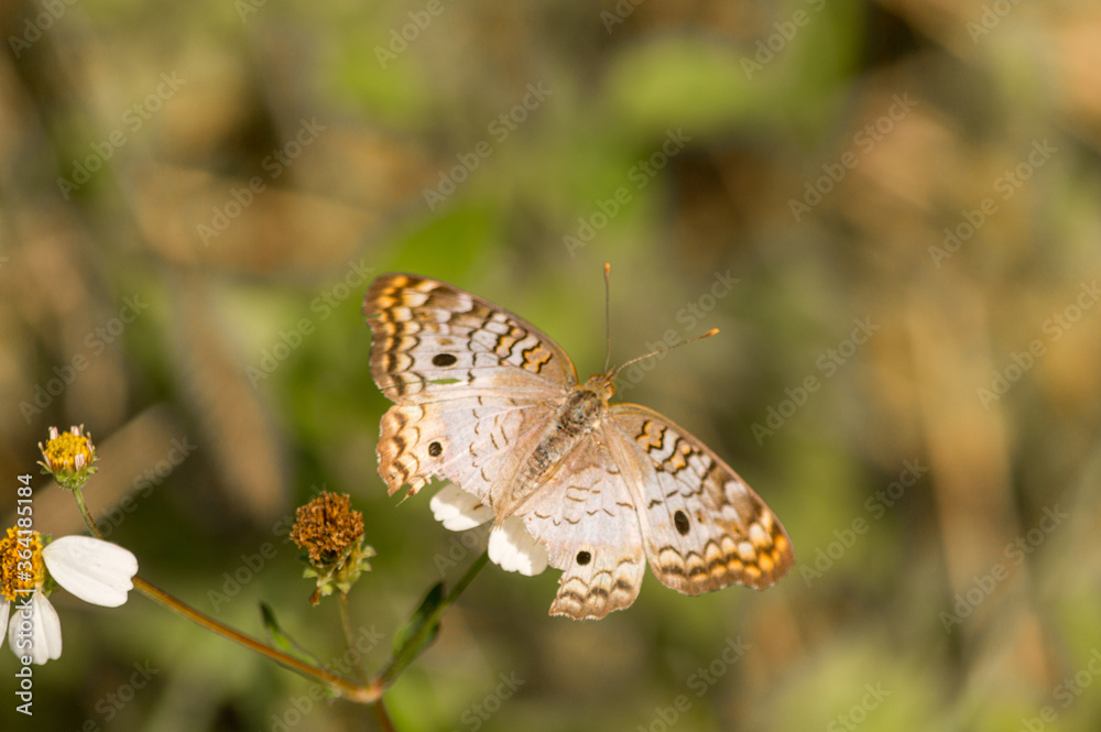 Tan butterfly rests on a flower Tan butterfly rests on a flower