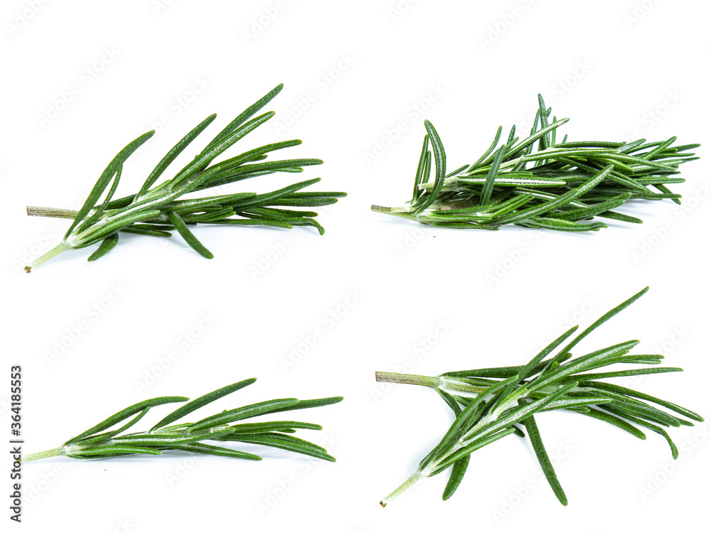 Fototapeta premium kolekcja mix zestaw Rosemary na białym tle