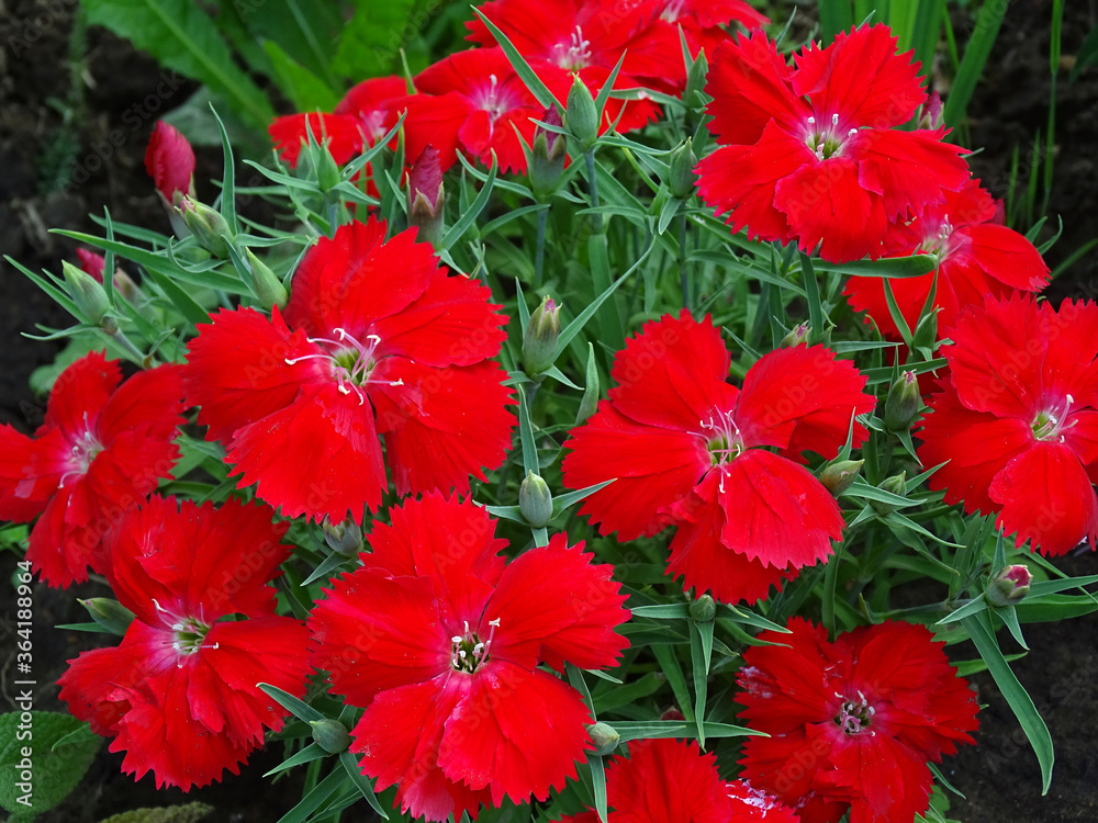 Red carnation. Blooming lush Bush. Red carnation. Blooming lush Bush.