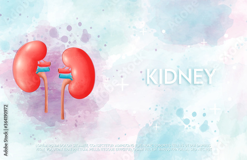Human kidney and treatment watercolor style. A concept hospital for wallpaper and web.