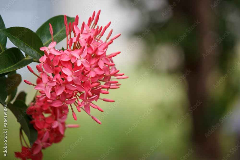 Red Ixora coccinea on tree Red Ixora coccinea on tree