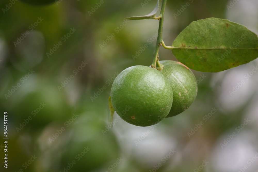 Fresh green lemons in the garden Fresh green lemons in the garden