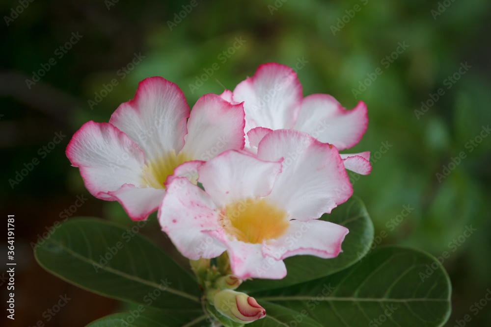 Obraz premium Adenium obesum flowers in the garden