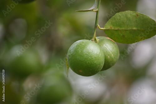 Wallpaper Mural Fresh green lemons in the garden Torontodigital.ca