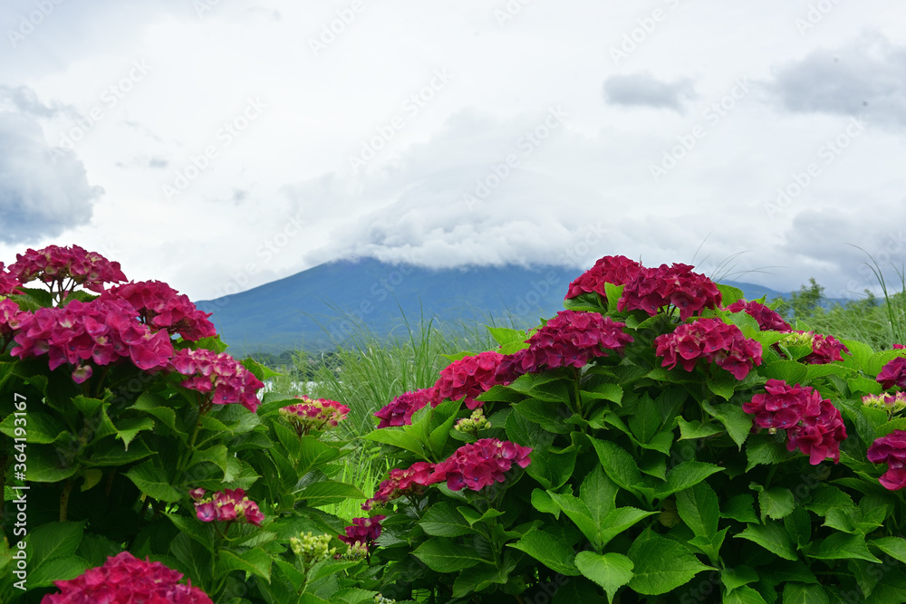 One of the joys during the rainy season is to see the hydrangeas.
One of the joys during the rainy season is to see the hydrangeas.