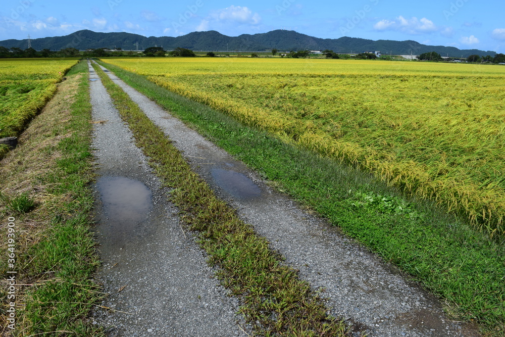 Obraz premium 農業用道路