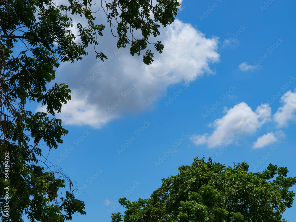 Blue sky and cloudy clouds and trees Blue sky and cloudy clouds and trees