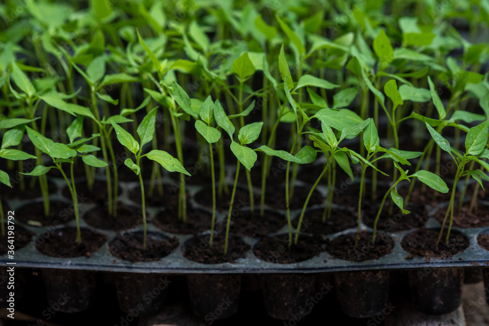 Small seedlings of chilli plants in nursery pots Small seedlings of chilli plants in nursery pots