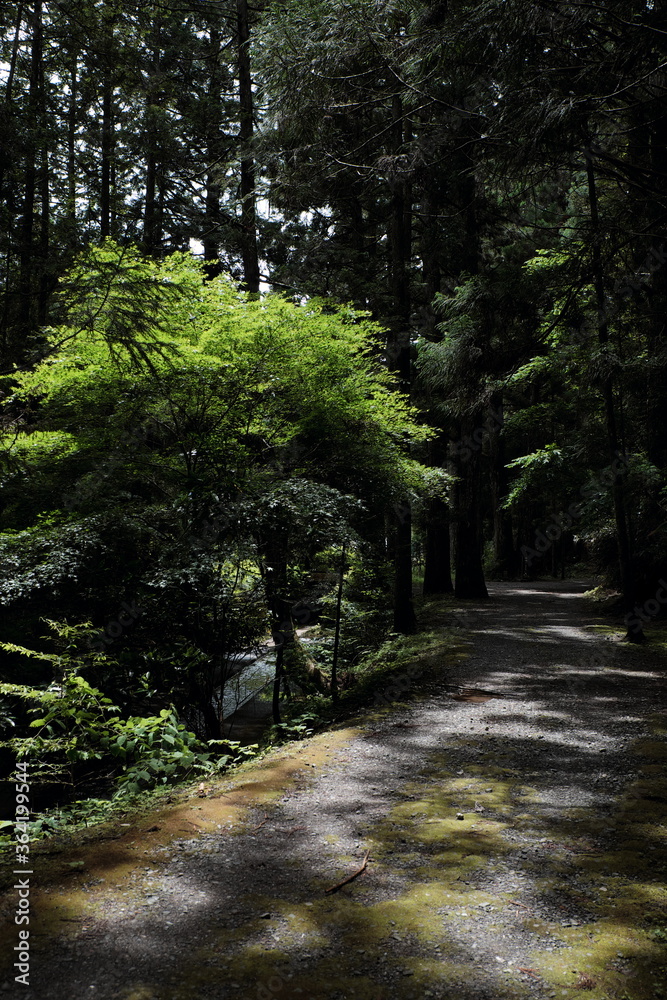 高野山 奥の院  Koyasan Okunoin