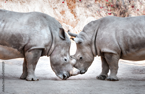 Vászonkép Two beautiful wild white rhinos head to head in national park safari