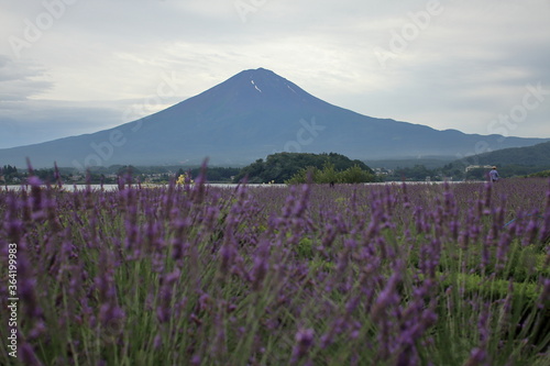 The smell of lavender has a calming effect