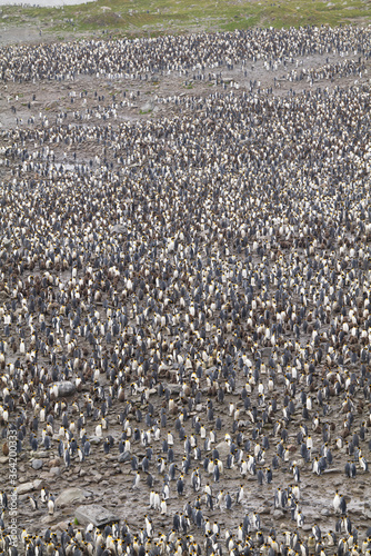 King Penguin colony, Saint Andrews Bay, South Georgia
