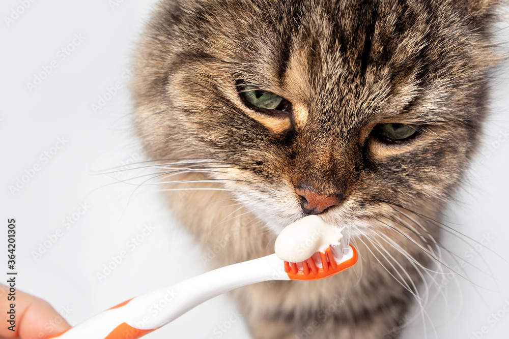 Photo Art Print Fluffy tabby cat sniffing on toothpaste on toothbrush Petra Richli