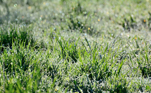 Macro photo of green grass in dew drops