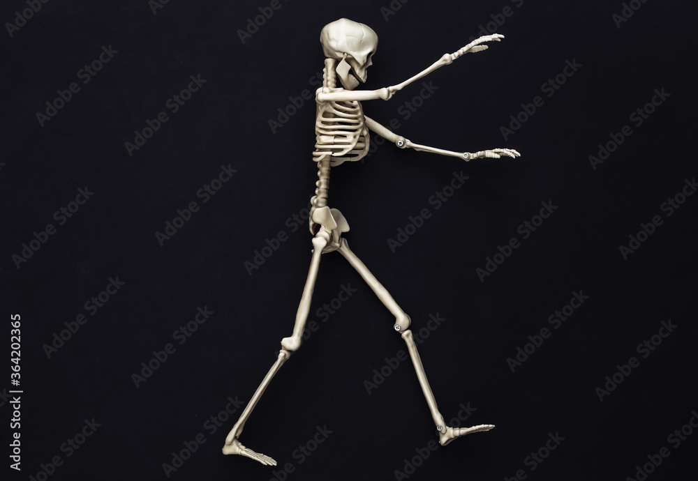 Halloween decoration, scary theme. Walking fake skeleton on a black background. Halloween decoration, scary theme. Walking fake skeleton on a black background.