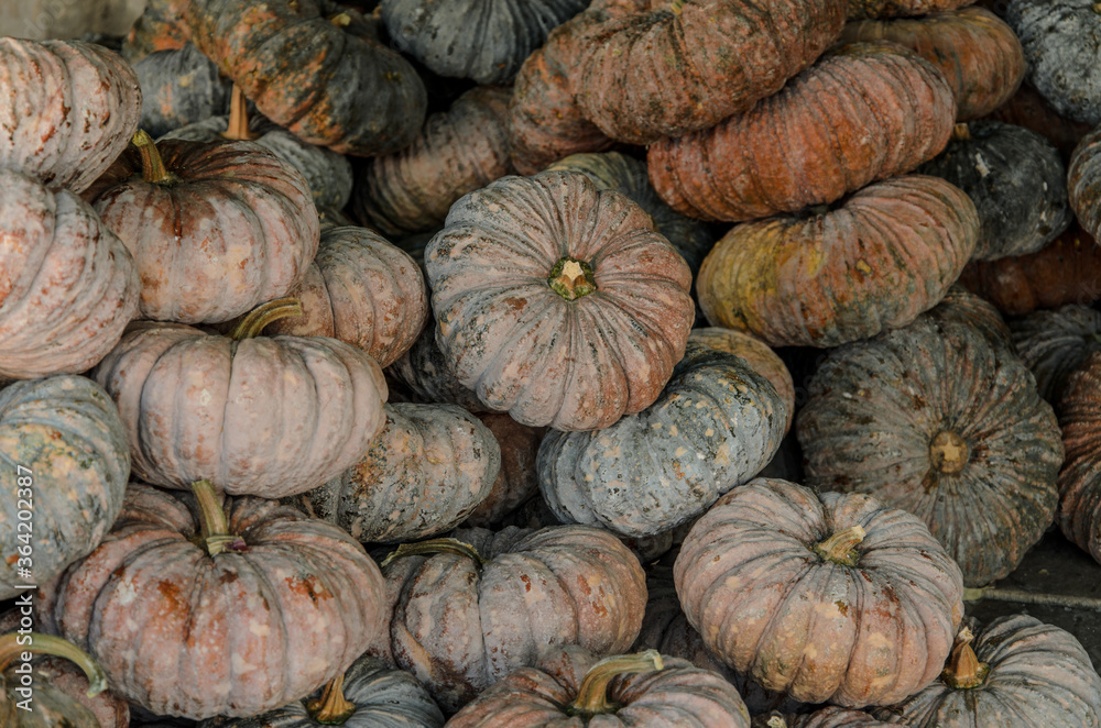 Green pumpkin is a vegetable used to cook Thai food. Green pumpkin is a vegetable used to cook Thai food.