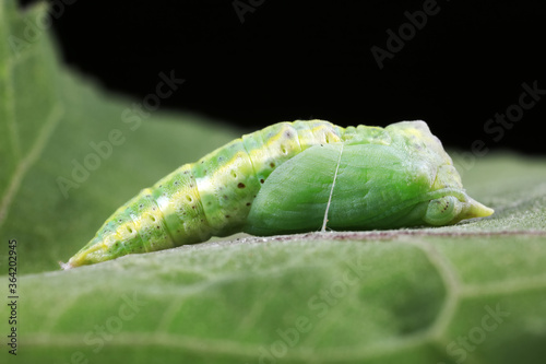 chrysalis of common cabbage worm on green leaves photo