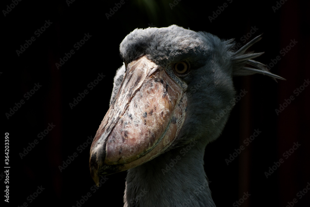 花鳥園のかっこいい表情をしたハシビロコウ Stock Photo Adobe Stock