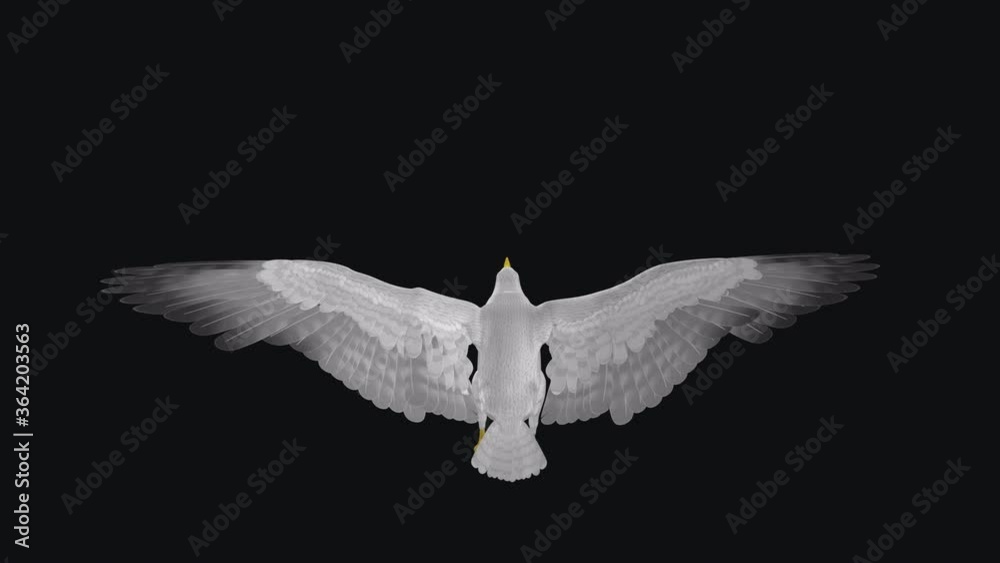Seagull flying in cycle.  Back back view. Transparent loop.