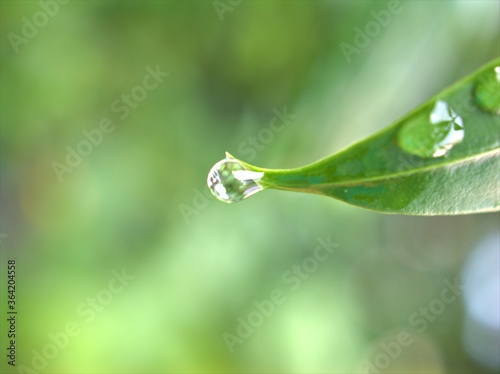 Closeup water droplets on green leaf of plant in nature with blurred background ,rain drops and macro image ,water drops on a green leaves , rain drops in forest for card design