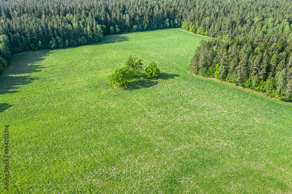Obraz premium small green field with oaks in the middle, is surrounded with the wood. drone point view