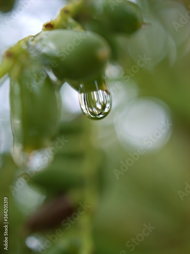 Closeup water droplets on green plant ( rain drops )in garden with colorful blurred background ,macro image ,sweet color for card design , soft focus ,dew drop wallpaper, for the word