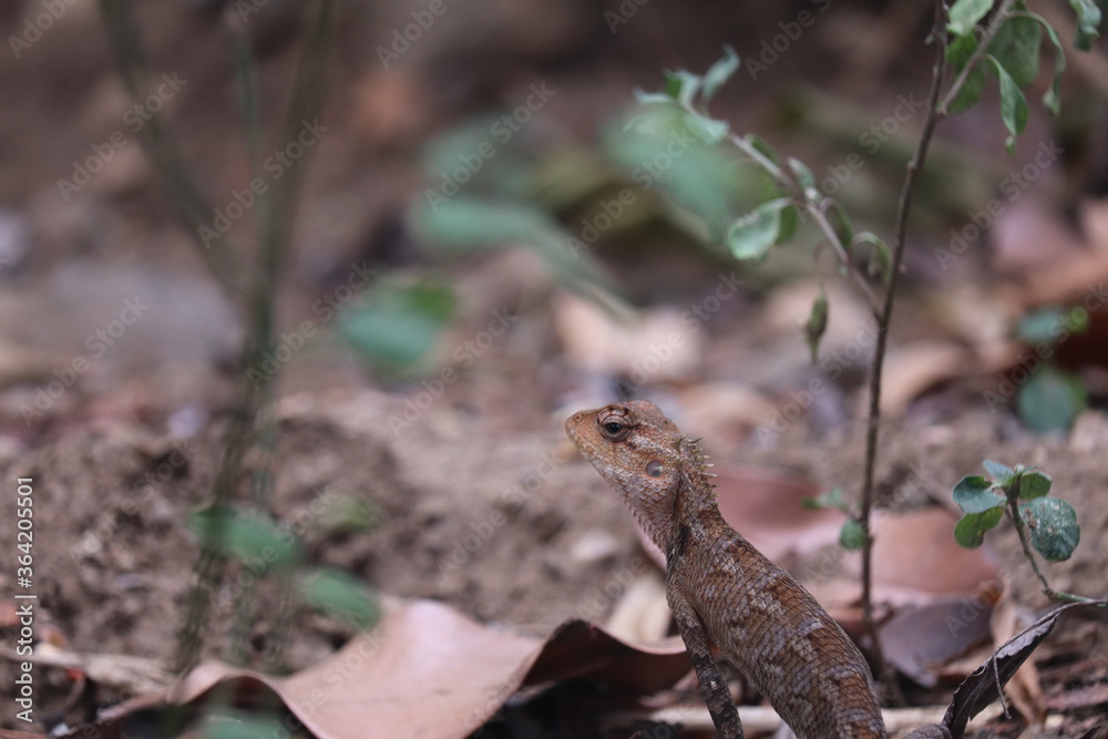 Obraz premium lizard on the tree